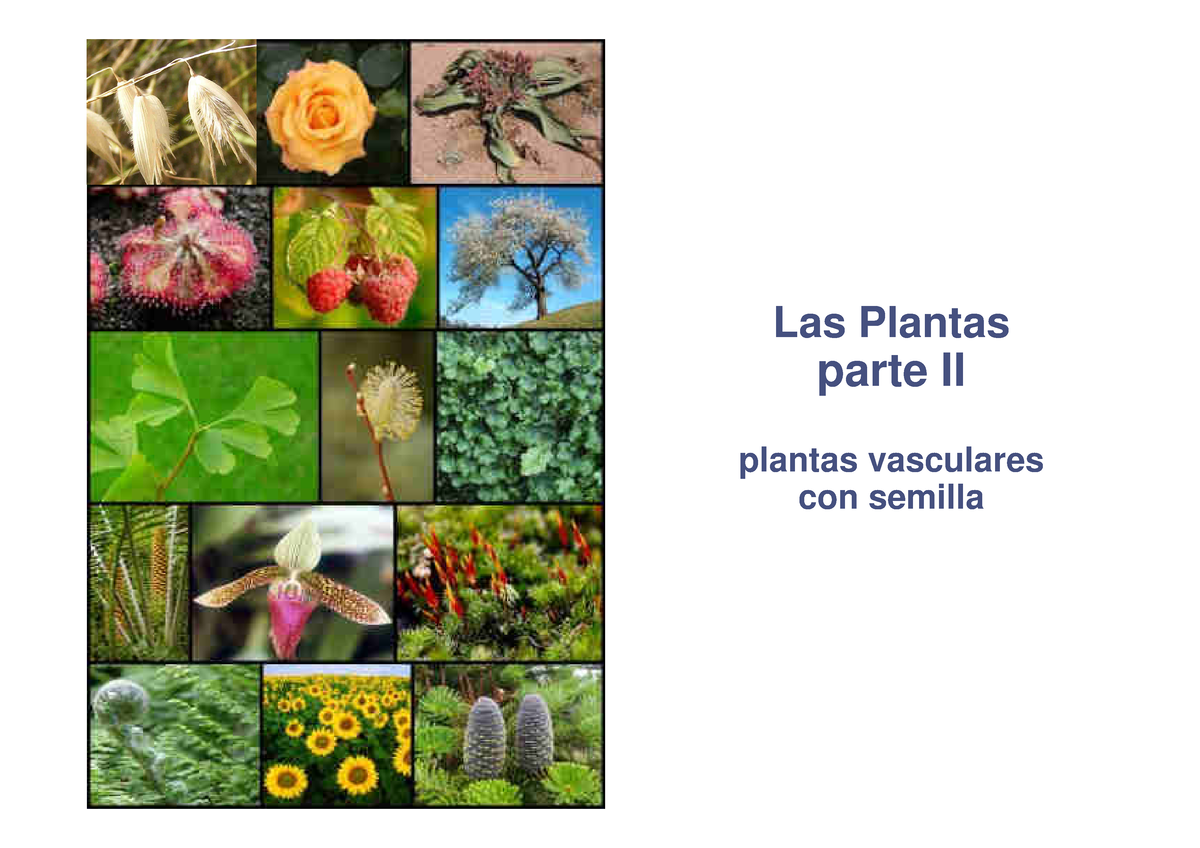 Tema 25 Plantas Con Semillas Las Plantas Parte Ii Plantas Vasculares