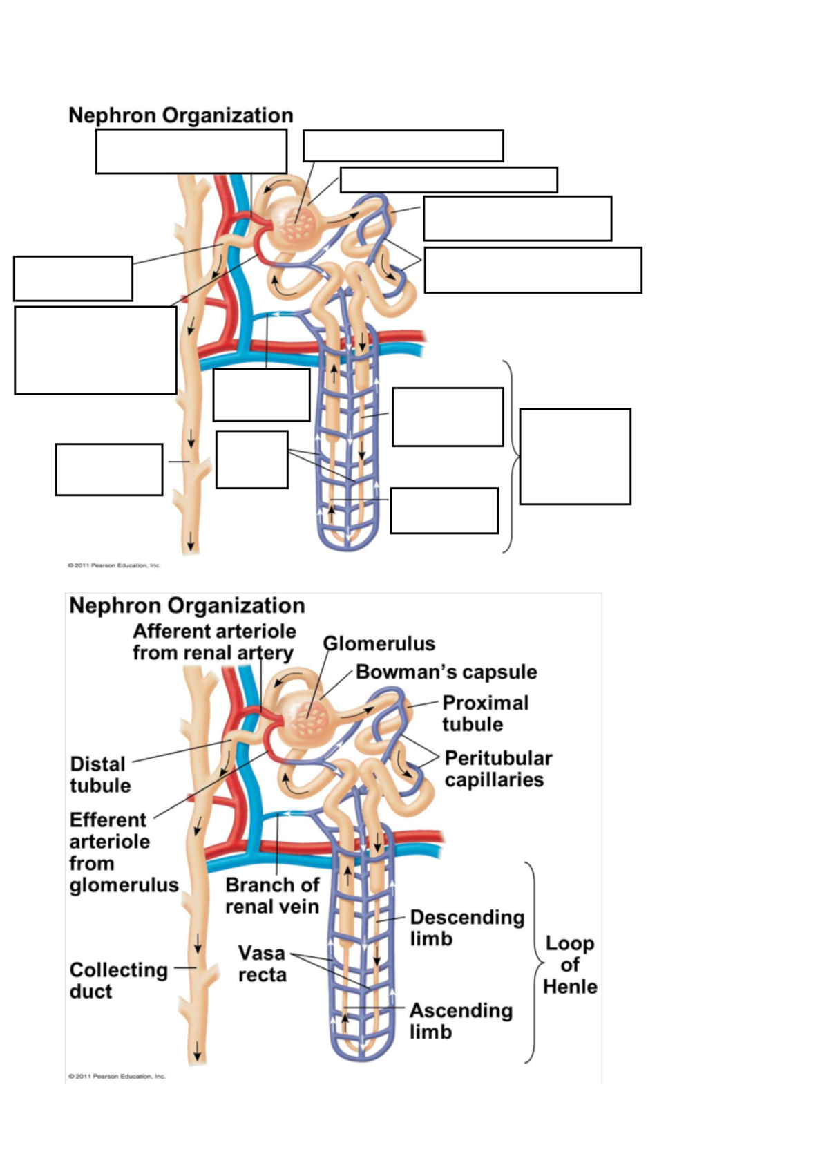 Nephron Organization Worksheet - BIOLOGY 109 - Studocu