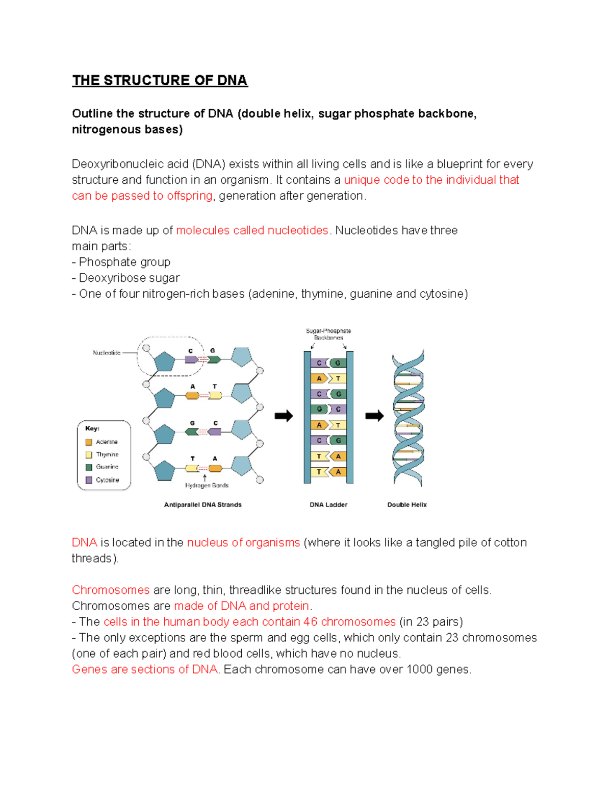 Term 1 year 10 science revision - THE STRUCTURE OF DNA Outline the ...