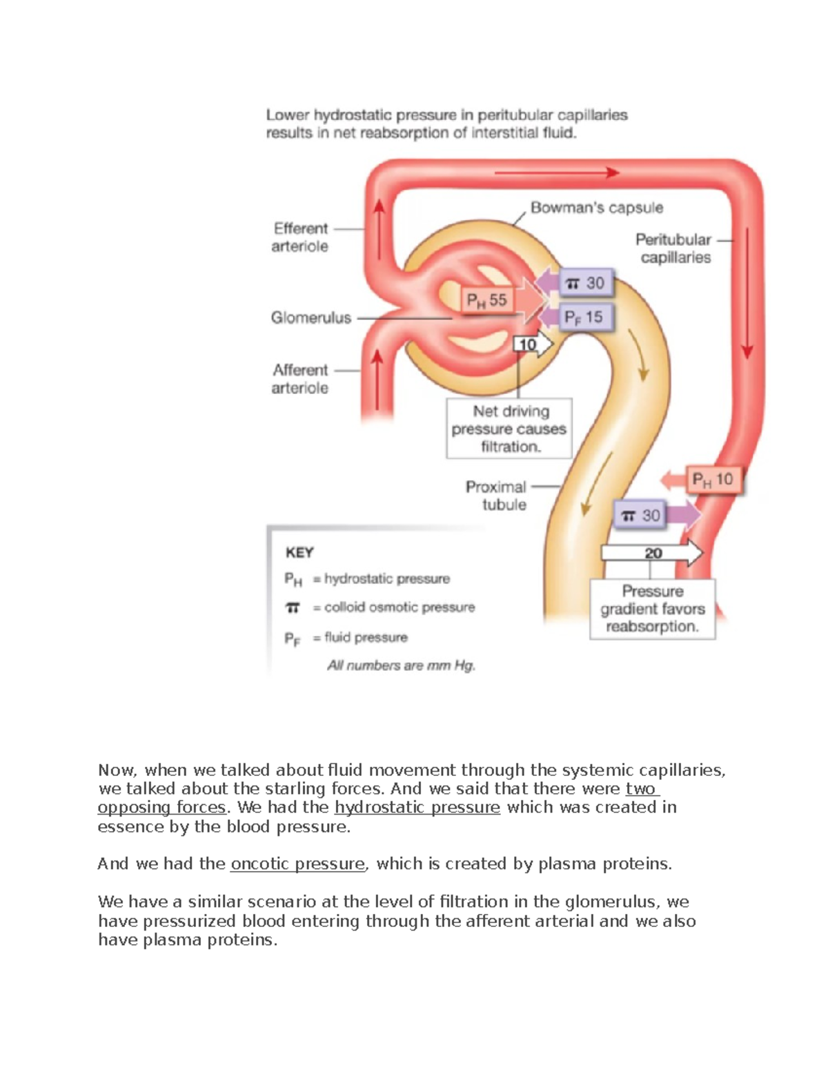 Hormonal regulations of renal function nephron and vasa recta work in