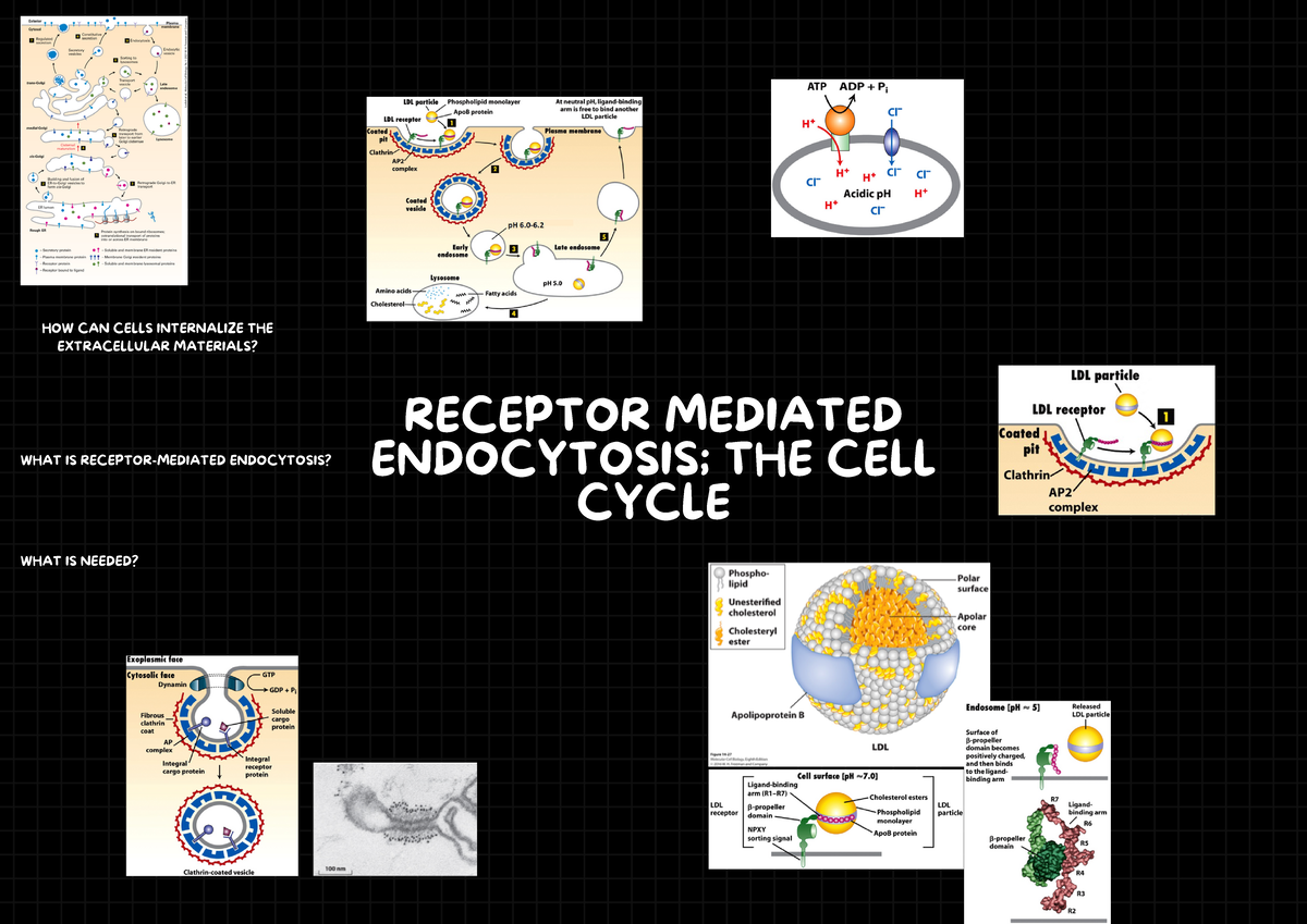 Receptor Mediated Endocytosis; The Cell Cycle - Biology 2382B ...