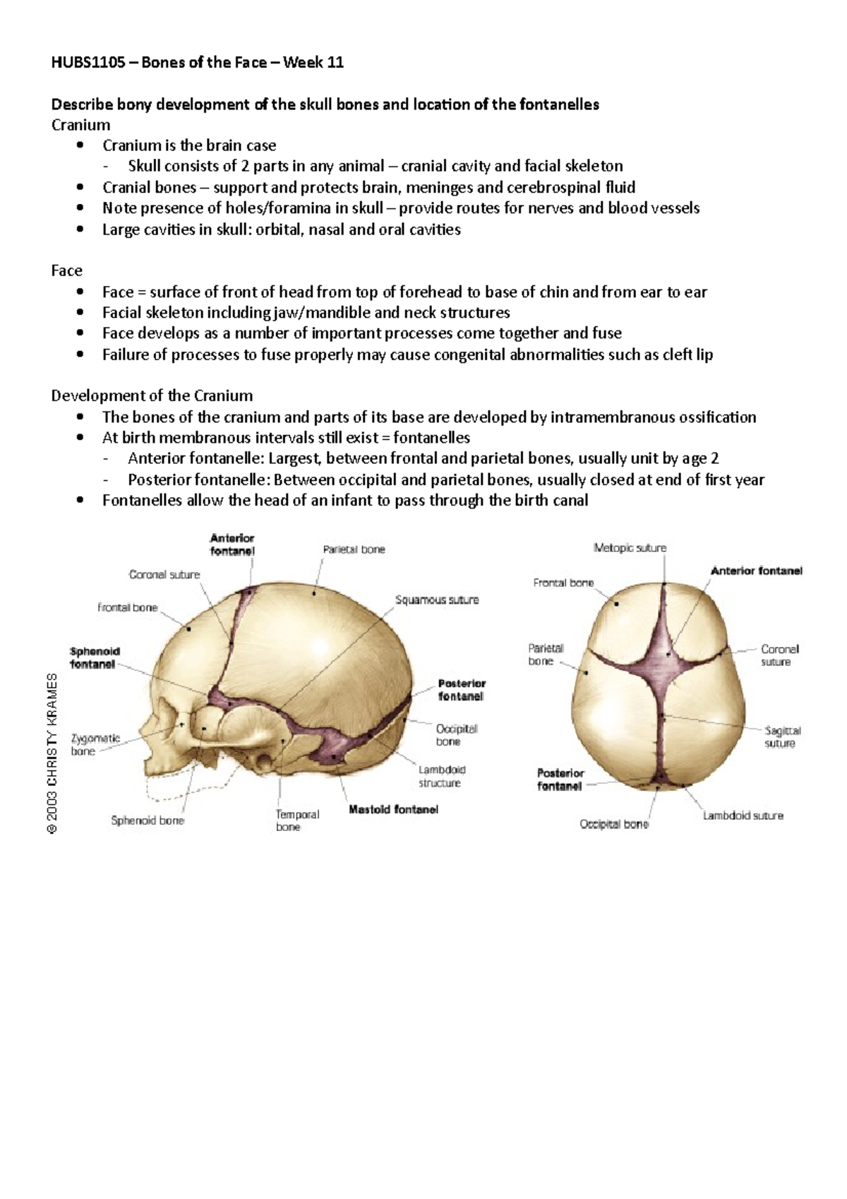 Lecture Week 11 Bones Of The Face - Hubs1105 Bones Of The Face Week 11 