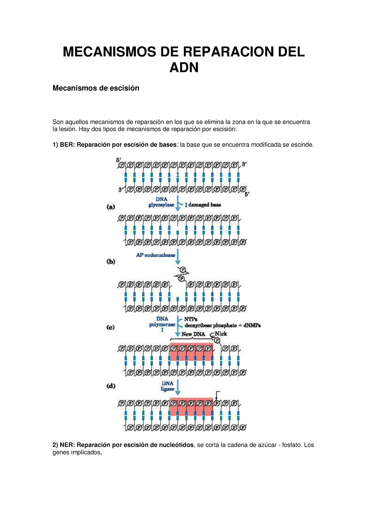 Mecanismos De Reparacion Del Adn Mecanismos De Reparacion Del Adn Mecanismos De Escisi N Son