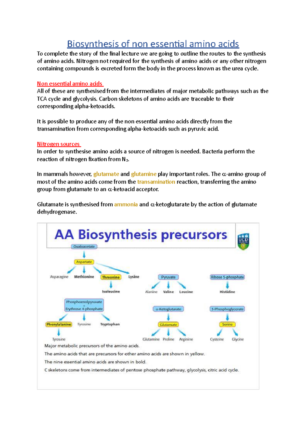 19 Biosynthesis Of Non Essential Amino Acids Nitrogen Not Required For The Synthesis Of Amino 8628