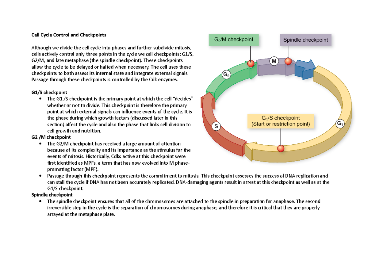 checkpoints-summary-biology-cell-cycle-control-and-checkpoints