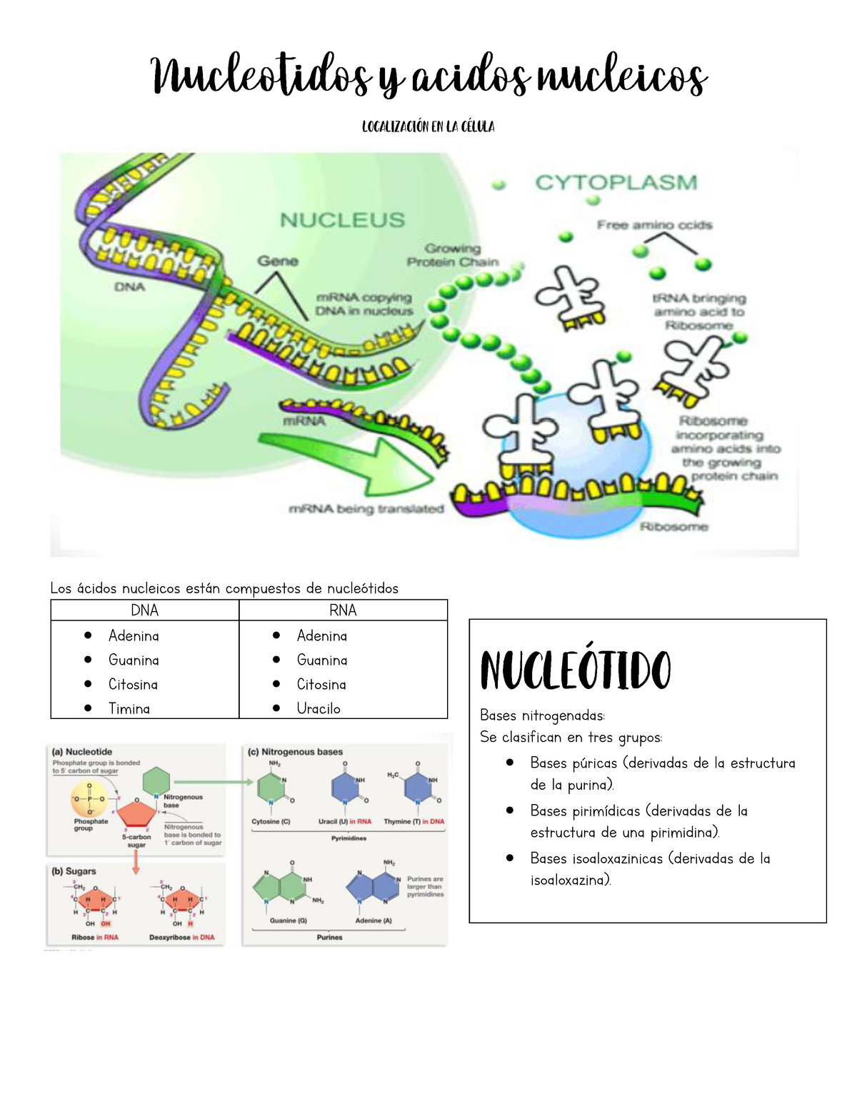 Apuntes De Biologia I - Esta Facil - Los ·cidos Nucleicos Est·n ...