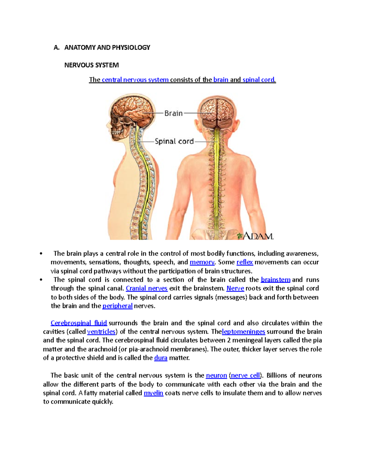 Anatomy And Physiology Nervous System Quizlet - hxegxqf