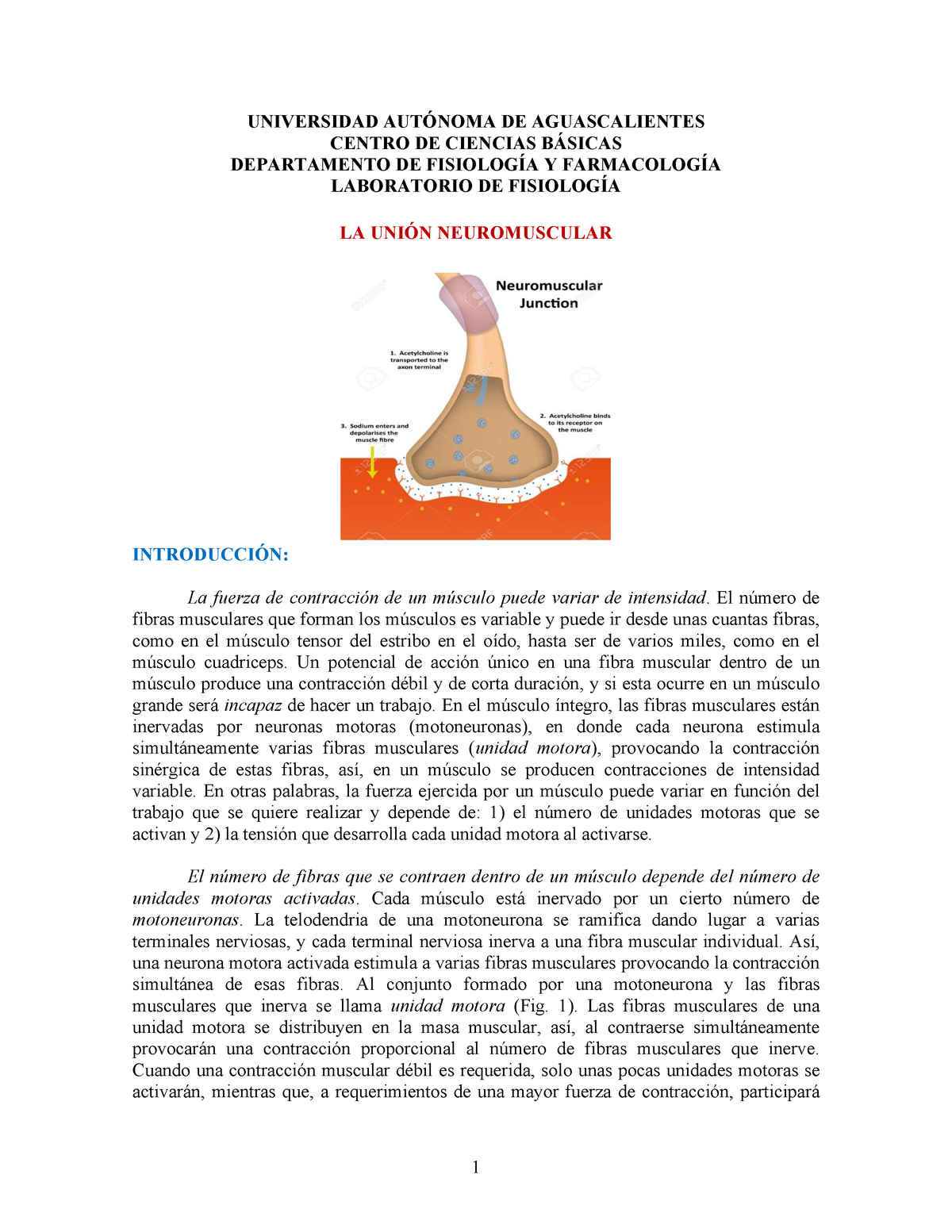 Fisiología general; un esbozo de la ciencia de la vida . Fig.  135.-Histolysis de fibras musculares en la cola de la larva de la^rana.  (Después Looss.) El isotrópico y el anisotrópico sustancias