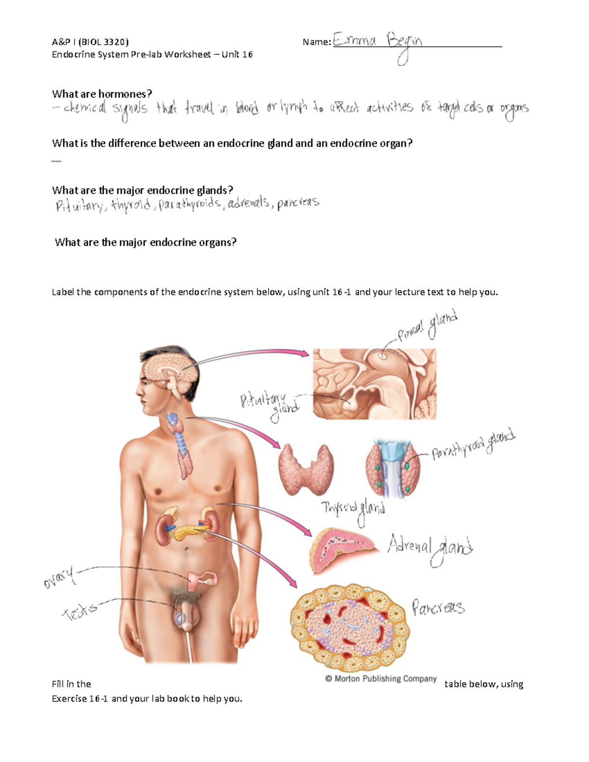 Pre-lab+9+endocrine+system - A&P I (BIOL 3320) Name ...