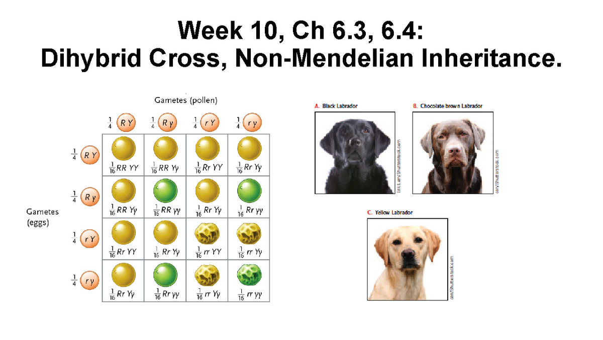 Week 10 Ch6 Chemistry Week 10 Ch 6 6 Dihybrid Cross Non