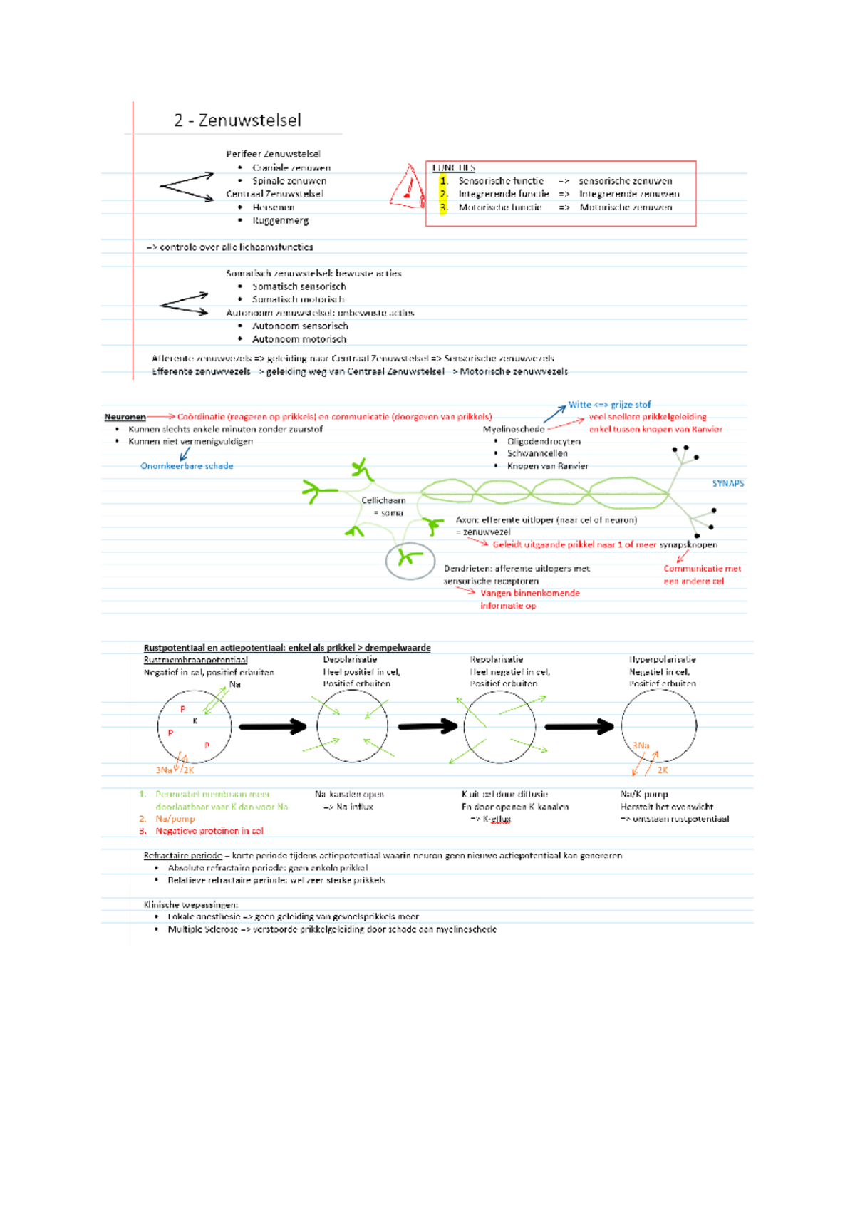 Zenuwstelsel - Fysiologie - Studocu