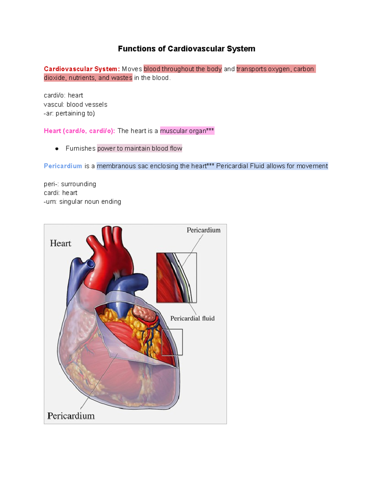 bisc-226-chapter-5-functions-of-the-cardiovascular-system-notes