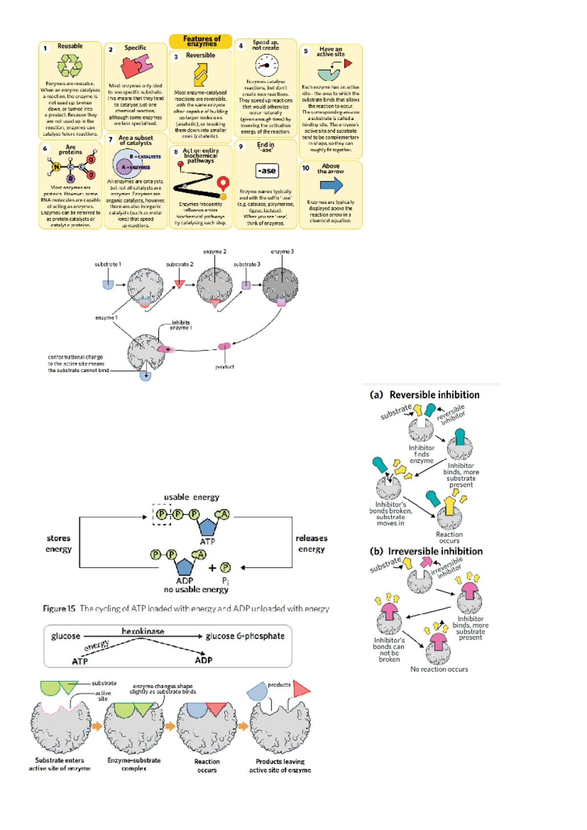 Biology study design and print outs Unit 3 How do cells maintain