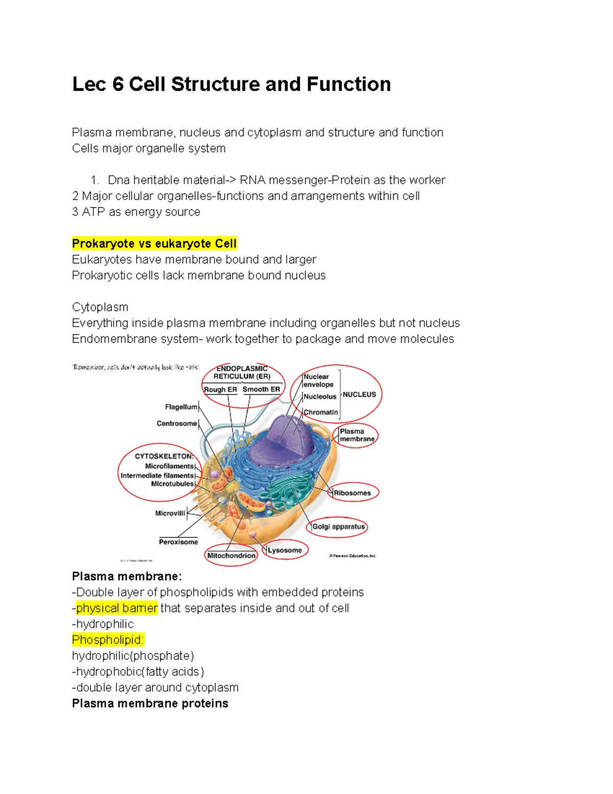 Lec 6 Cell structure and function - Lec 6 Cell Structure and Function ...