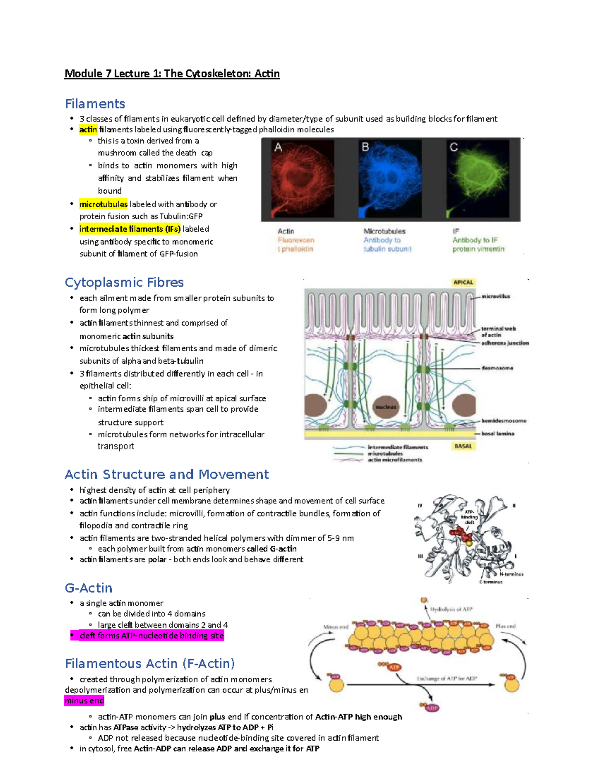 Module 7 Lecture 1 - Module 7 Lecture 1: The Cytoskeleton: Actin ...