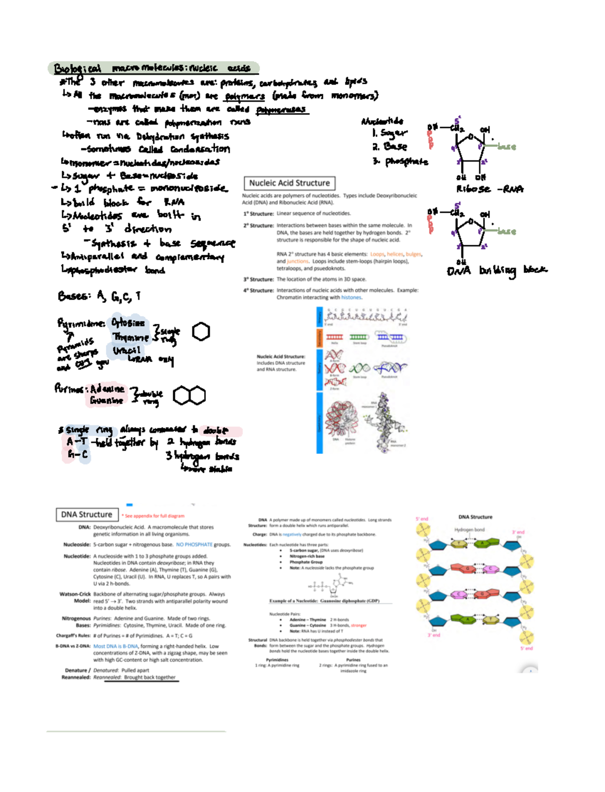 DNA basics and introduction - Biological macromolecules nucleicacids ...
