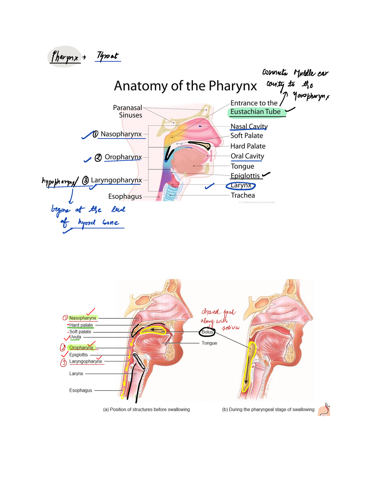 Pharynx & Stomach - Health and allied sciences - Studocu