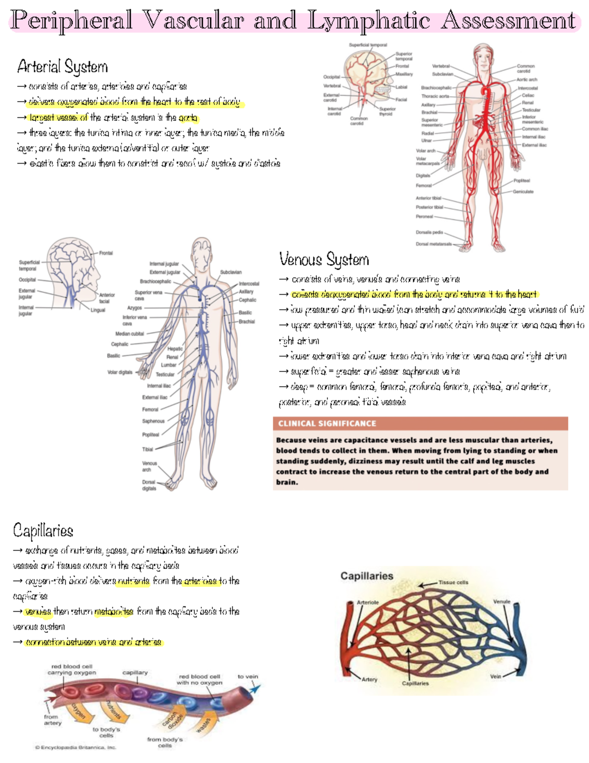 Ch 18 Peripheral Vascular And Lymphatic Assessment - Peripheral ...