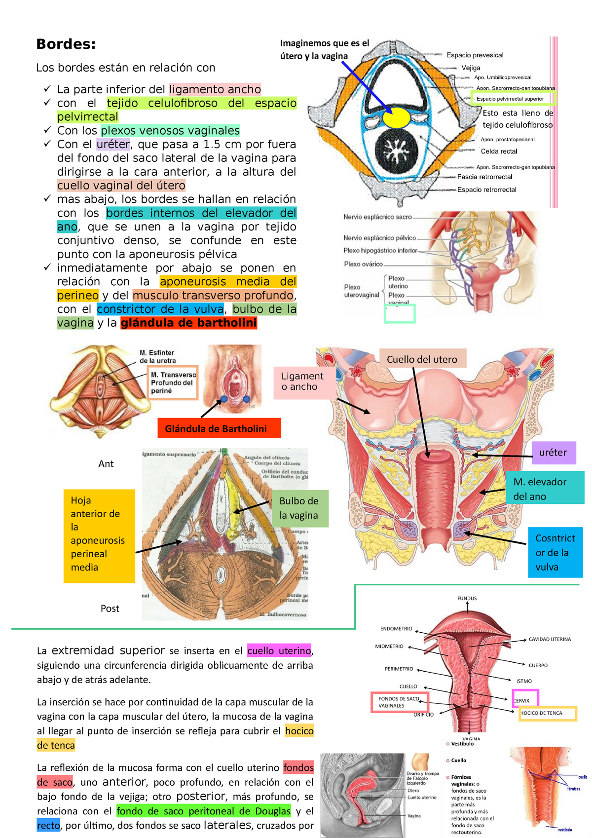 Labios Mayores Y Bordes De La Vagina Bordes Los Bordes Est N En Relaci N Con La Parte