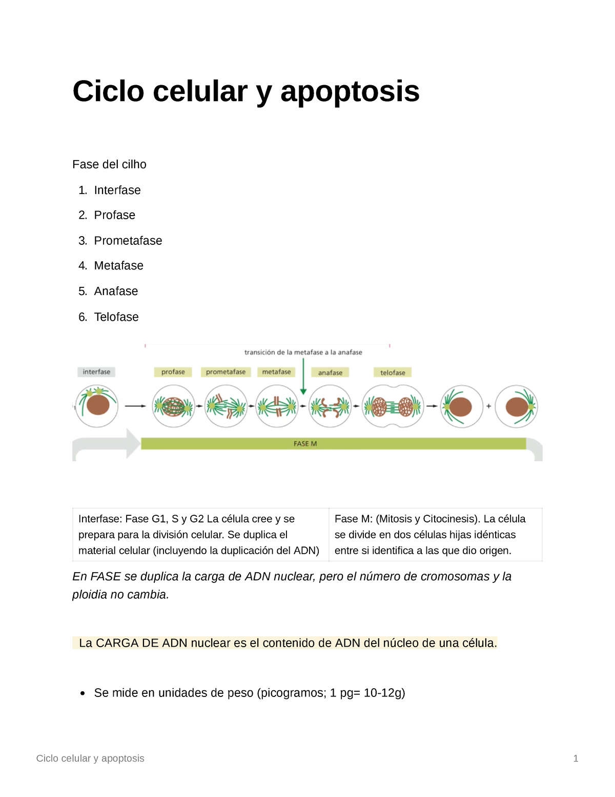 Ciclo Celular Y Apoptosis - Se Duplica El Material Celular (incluyendo ...