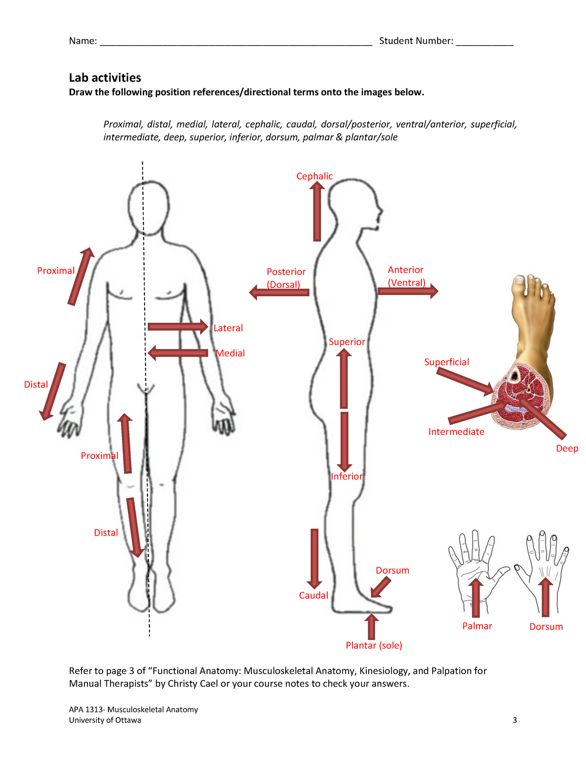 Anatomy Cheat Sheet