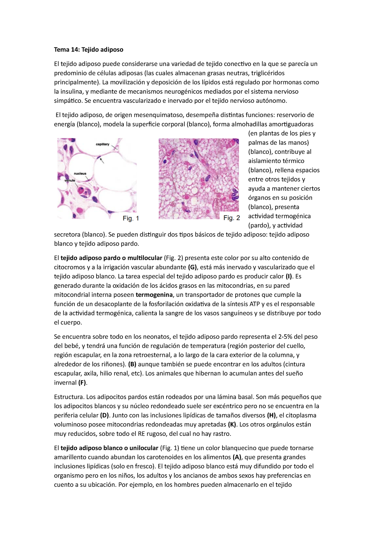 Tema 14 Tejido Adiposo Apuntes Tema 14 Tejido Adiposo El Tejido Adiposo Puede Considerarse