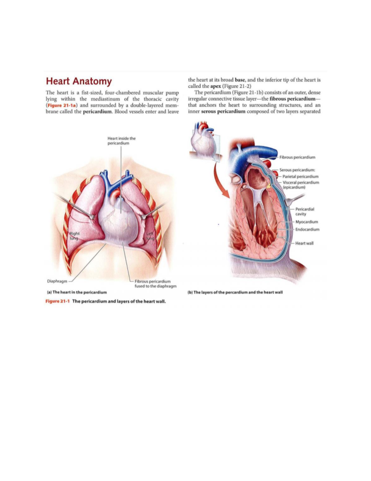 Heart anatomy (1) - BI 132 01 - Name of tendons attached to the valves ...