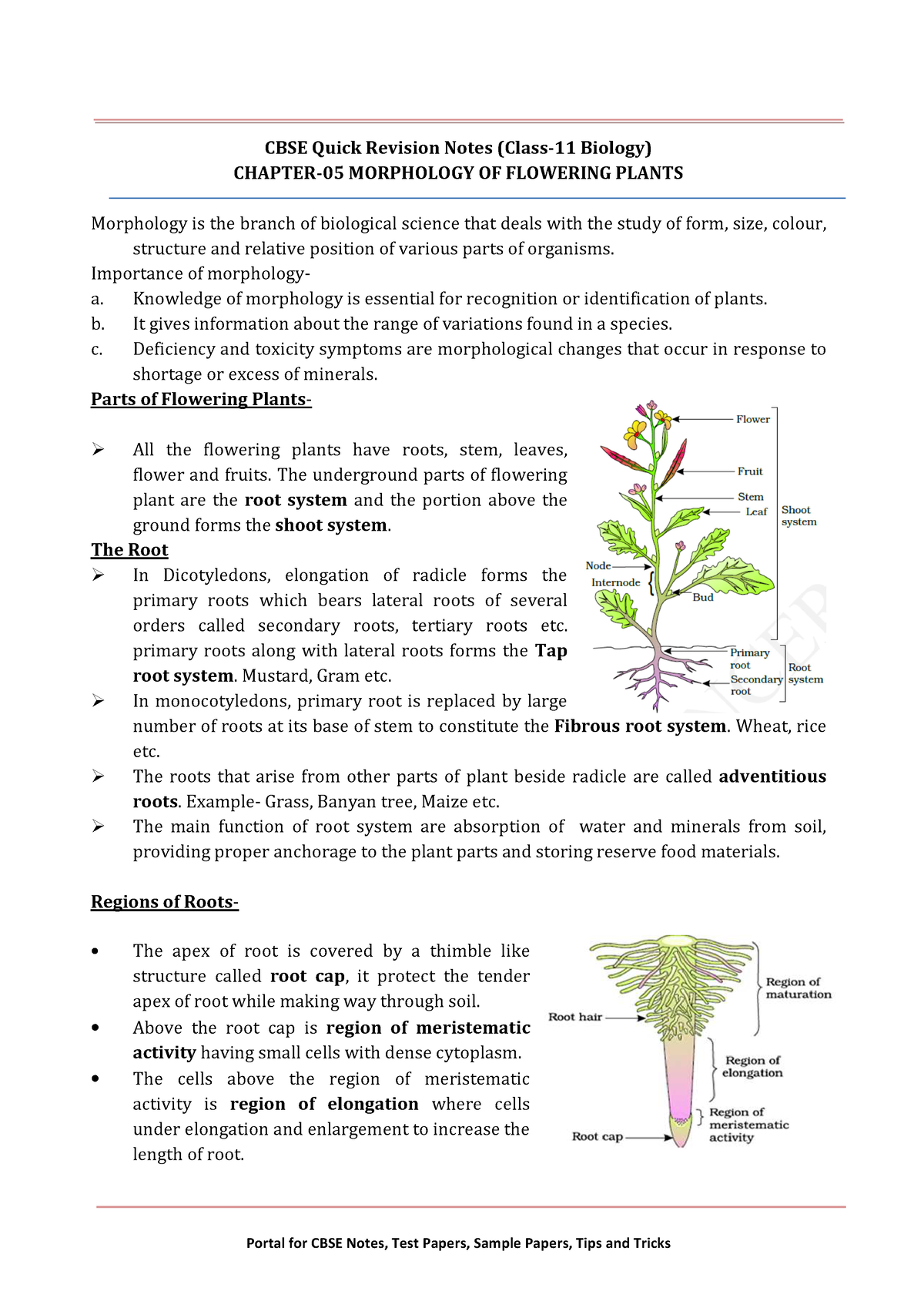 11 biology notes ch05 morphology of flowering plants - CBSE Quick ...