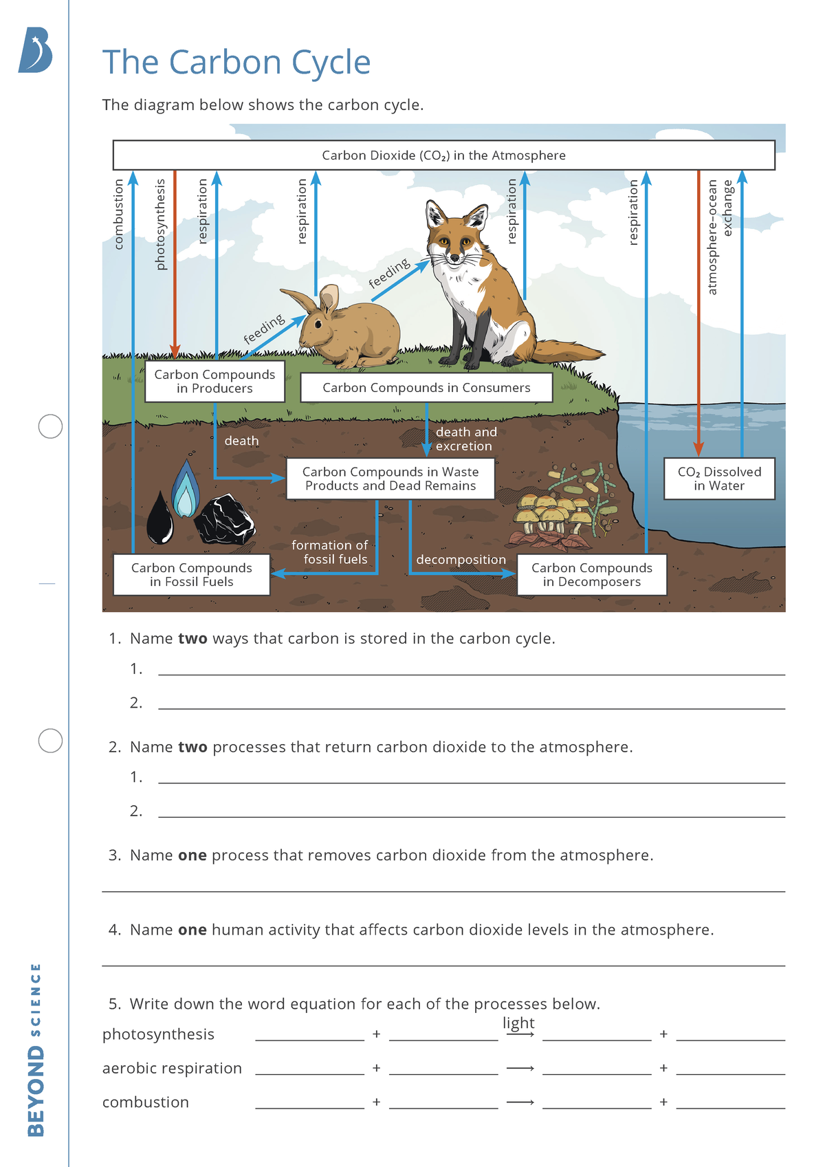 The Carbon Cycle Homework Sheet - feeding Carbon Dioxide (CO 2 ) in the ...