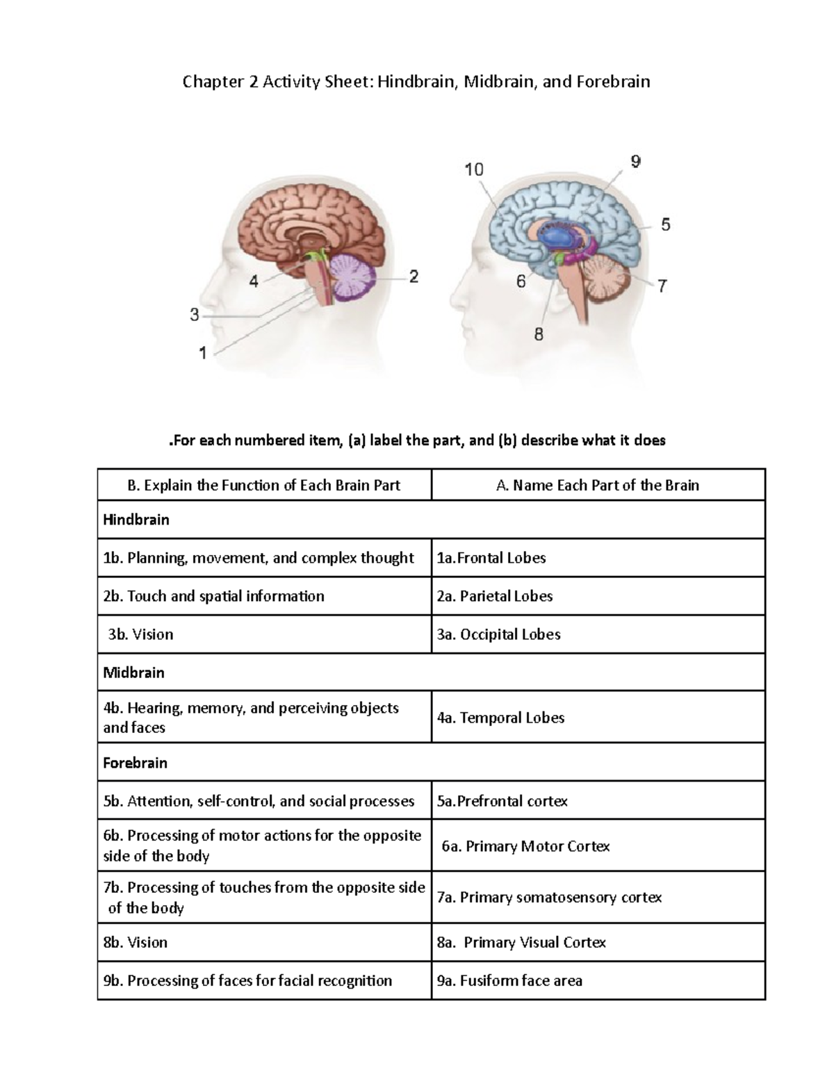 Hindbrain, Midbrain, And Forebrain Worksheet - Chapter 2 Activity Sheet ...