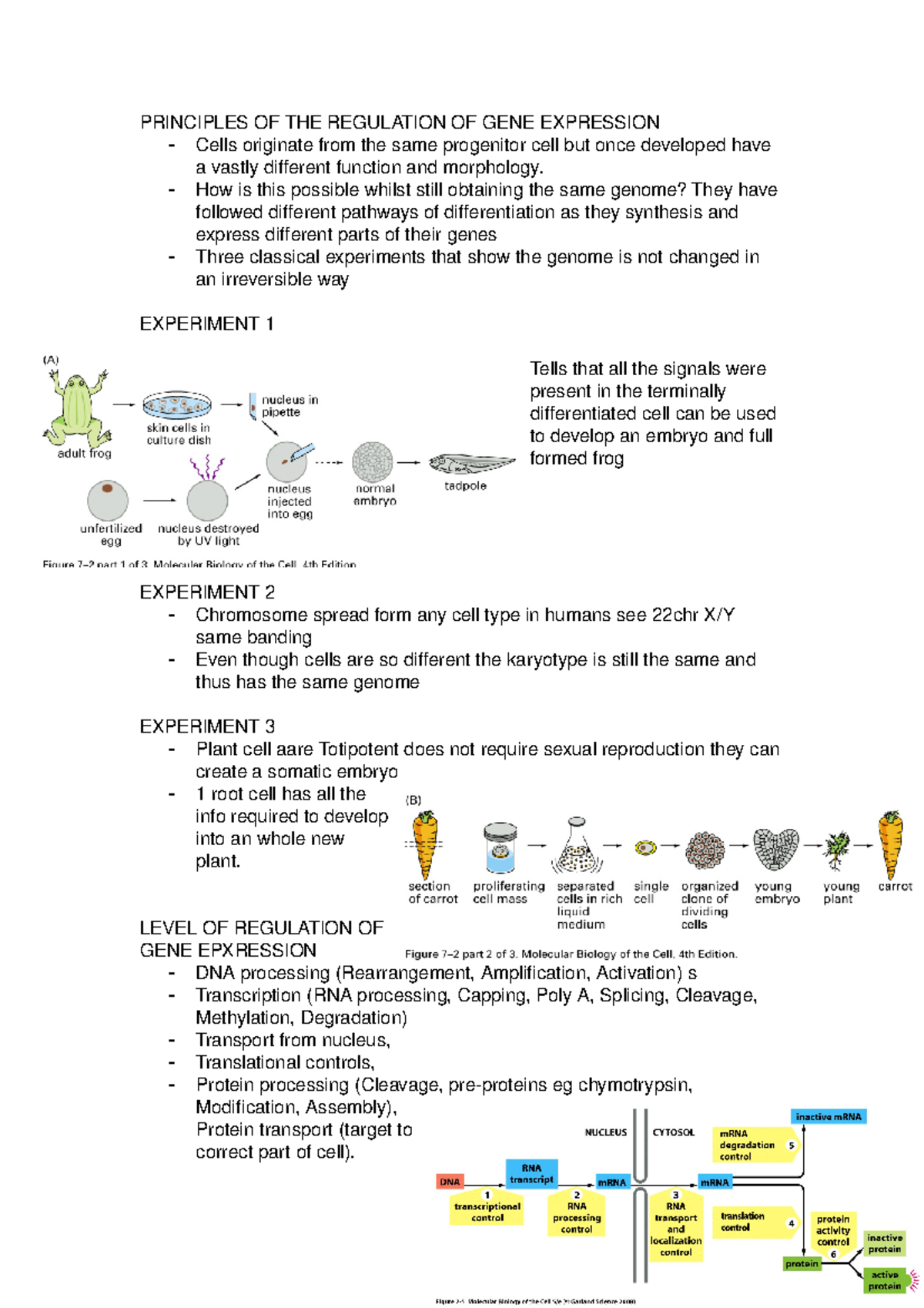 Principles of Gene Expression - PRINCIPLES OF THE REGULATION OF GENE ...