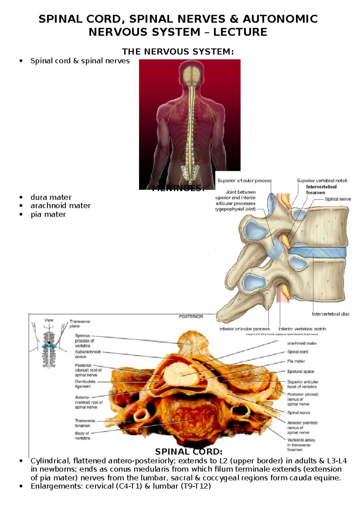 Spinal cord - lecture - SPINAL CORD, SPINAL NERVES & AUTONOMIC NERVOUS ...