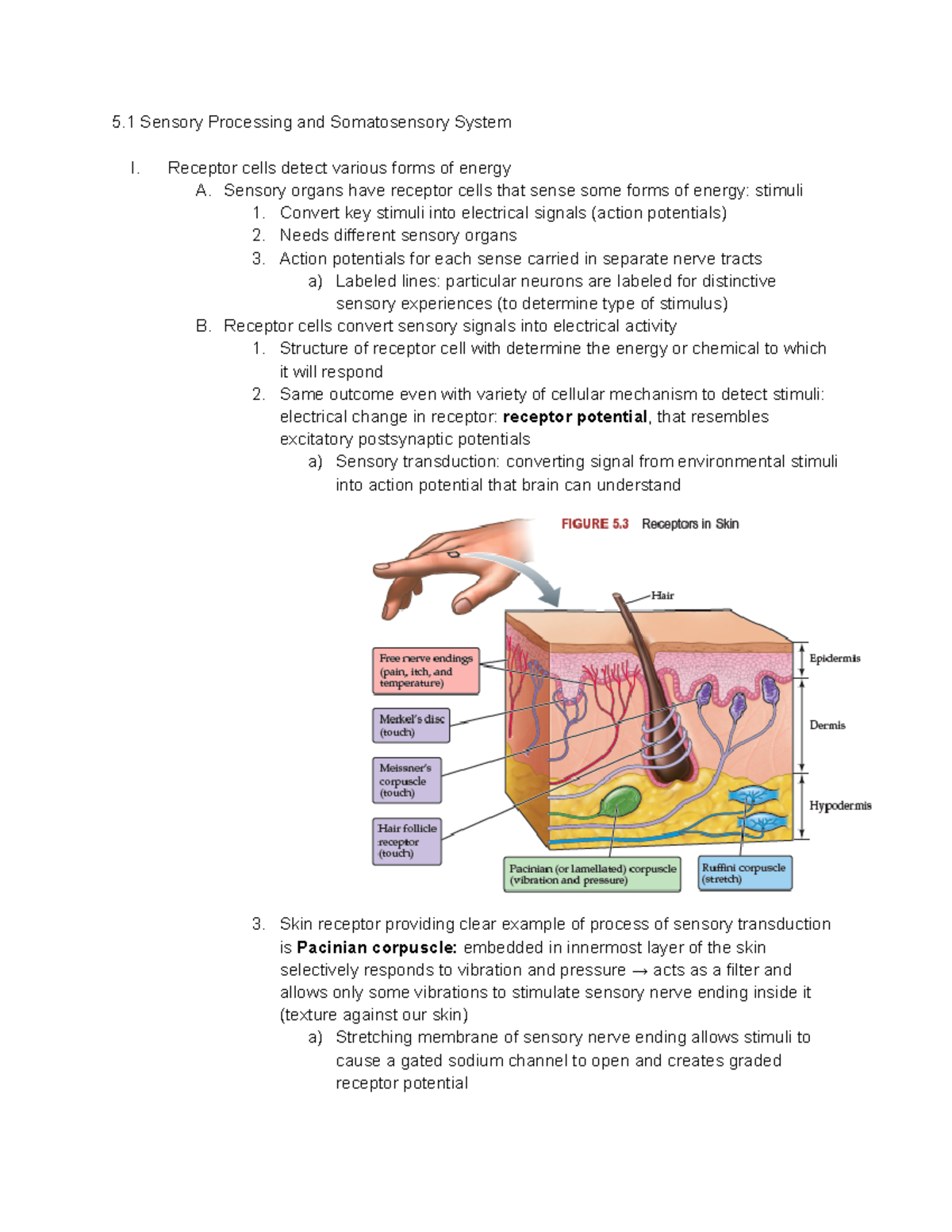 Neuro Exam 2.1 - Summary of half content for Exam 2 - 5 Sensory ...