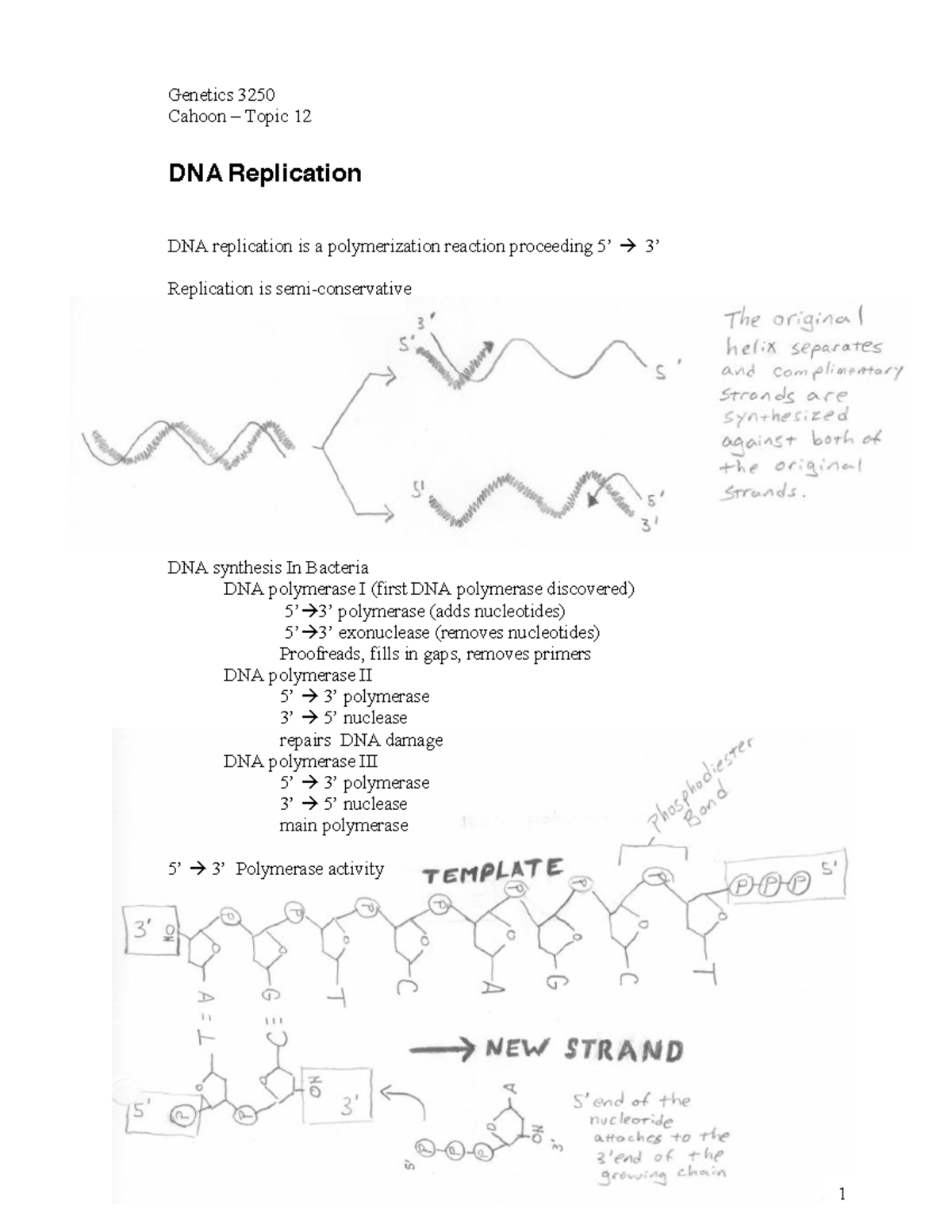 DNA Replication notes - Cahoon ± Topic 12 DNA Replication DNA ...
