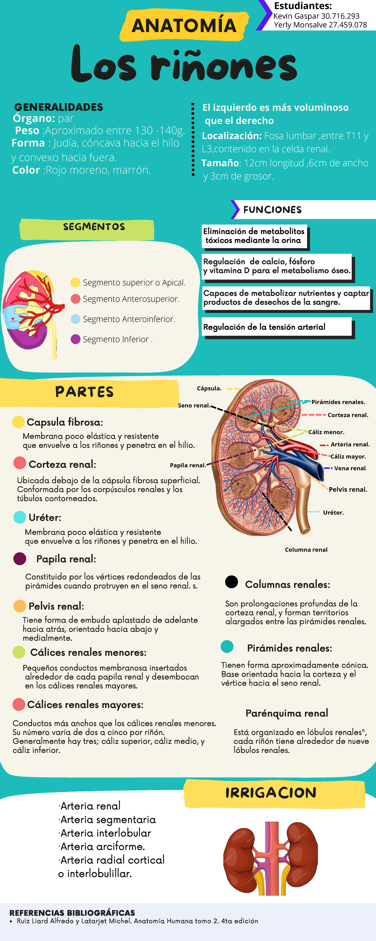 Los riñones - Apuntes - Los riñones ANATOMÍA SEGMENTOS Peso :Aproximado ...