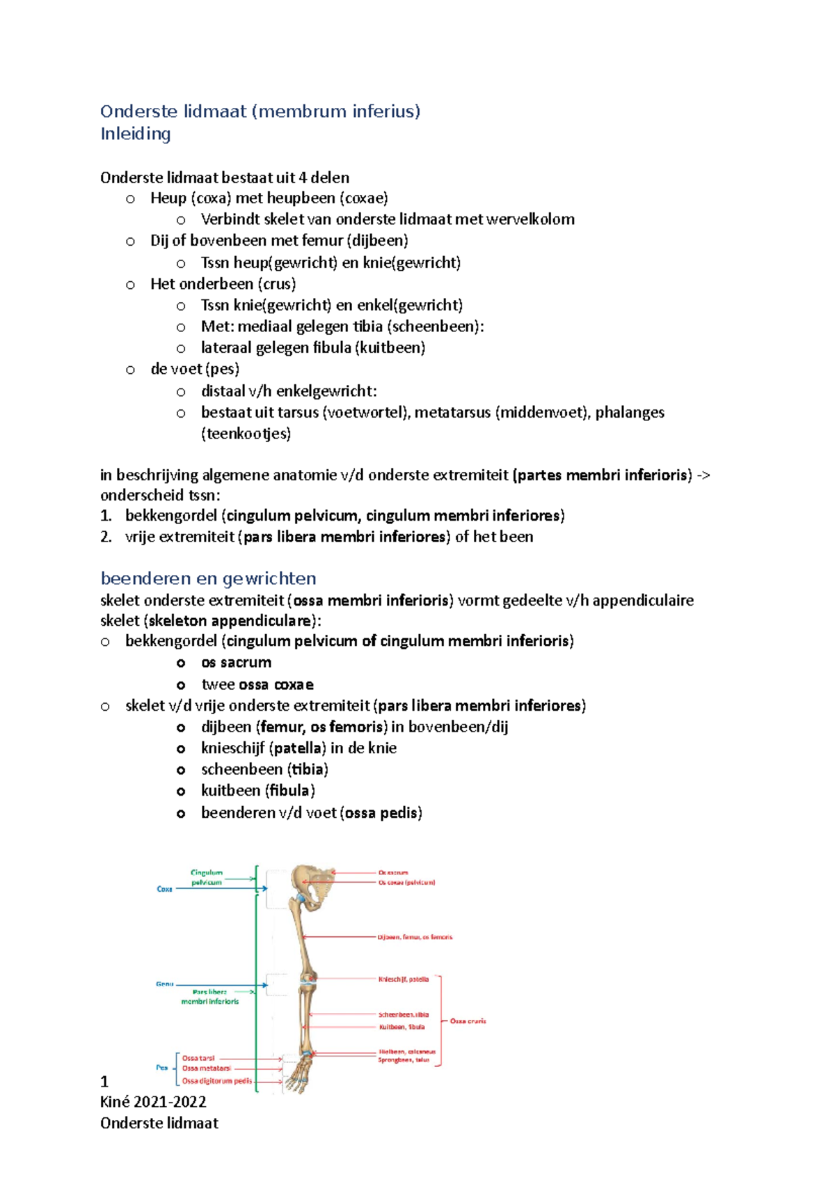 Onderste lidmaat inleiding - Onderste lidmaat (membrum inferius ...