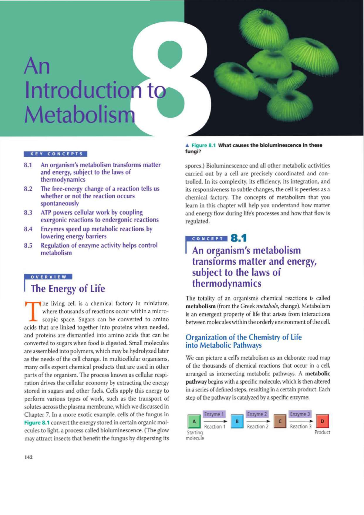 Introduction To Metabolism - Biology - Studocu