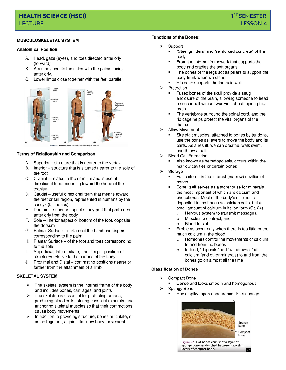 HSCI Lesson 4 - Musculoskeletal Notes - HEALTH SCIENCE (HSCI) 1 ST ...