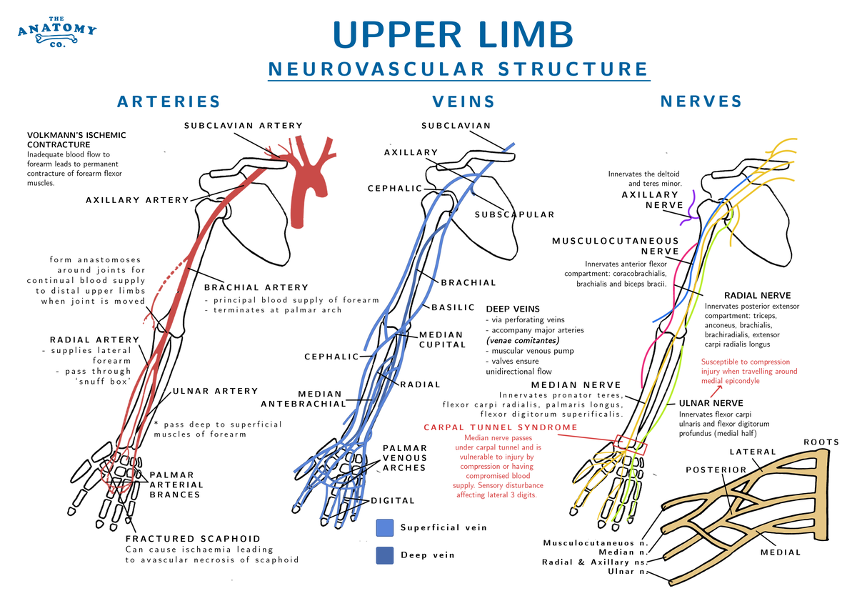 Upper Limb Poster - Leicester - Studocu