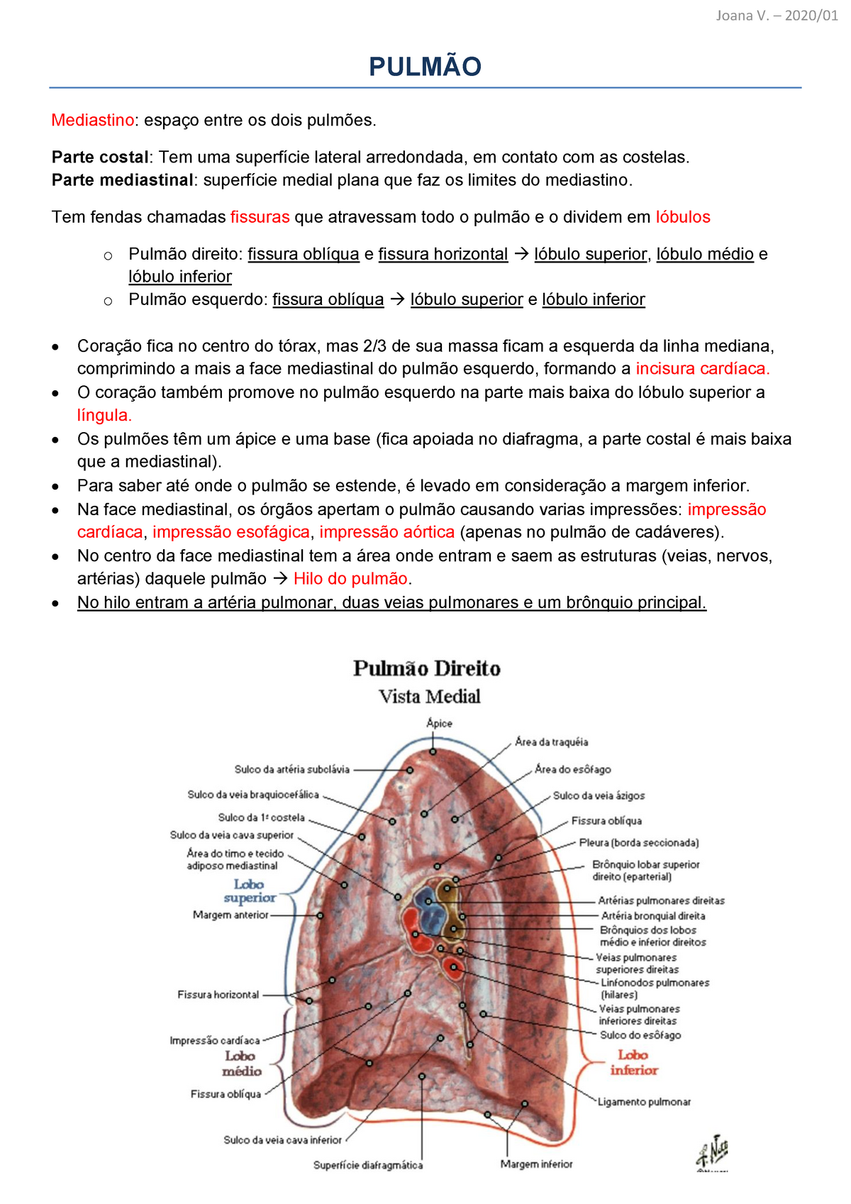 Função pulmonar em morsas - WeZooIt