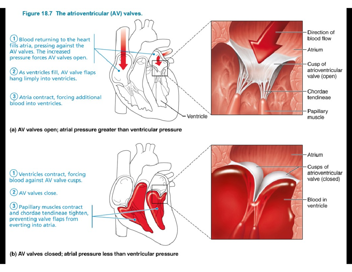 The atrioventricular valves BIOL 2401 Studocu