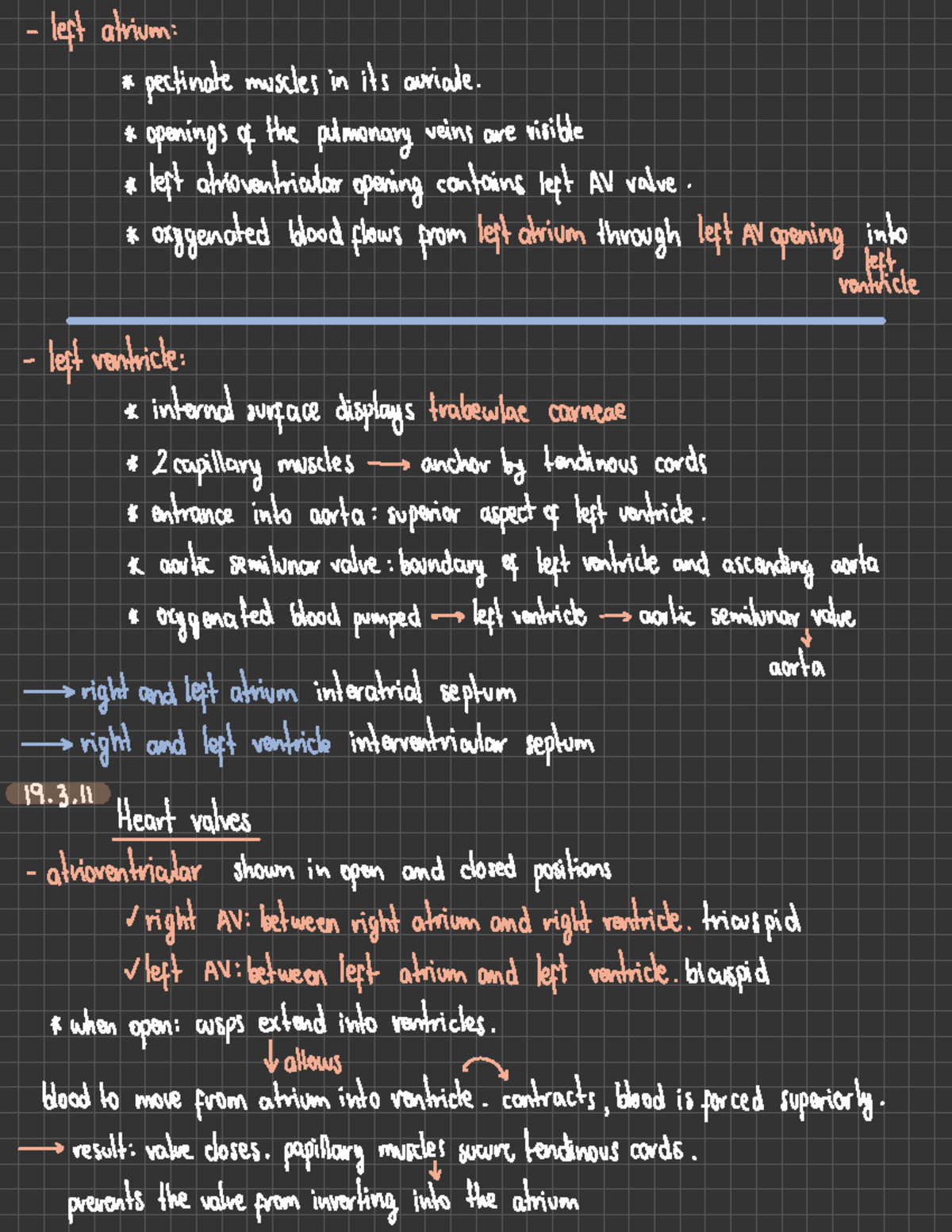 Chapter 19 The Cardiovascular System left atrium