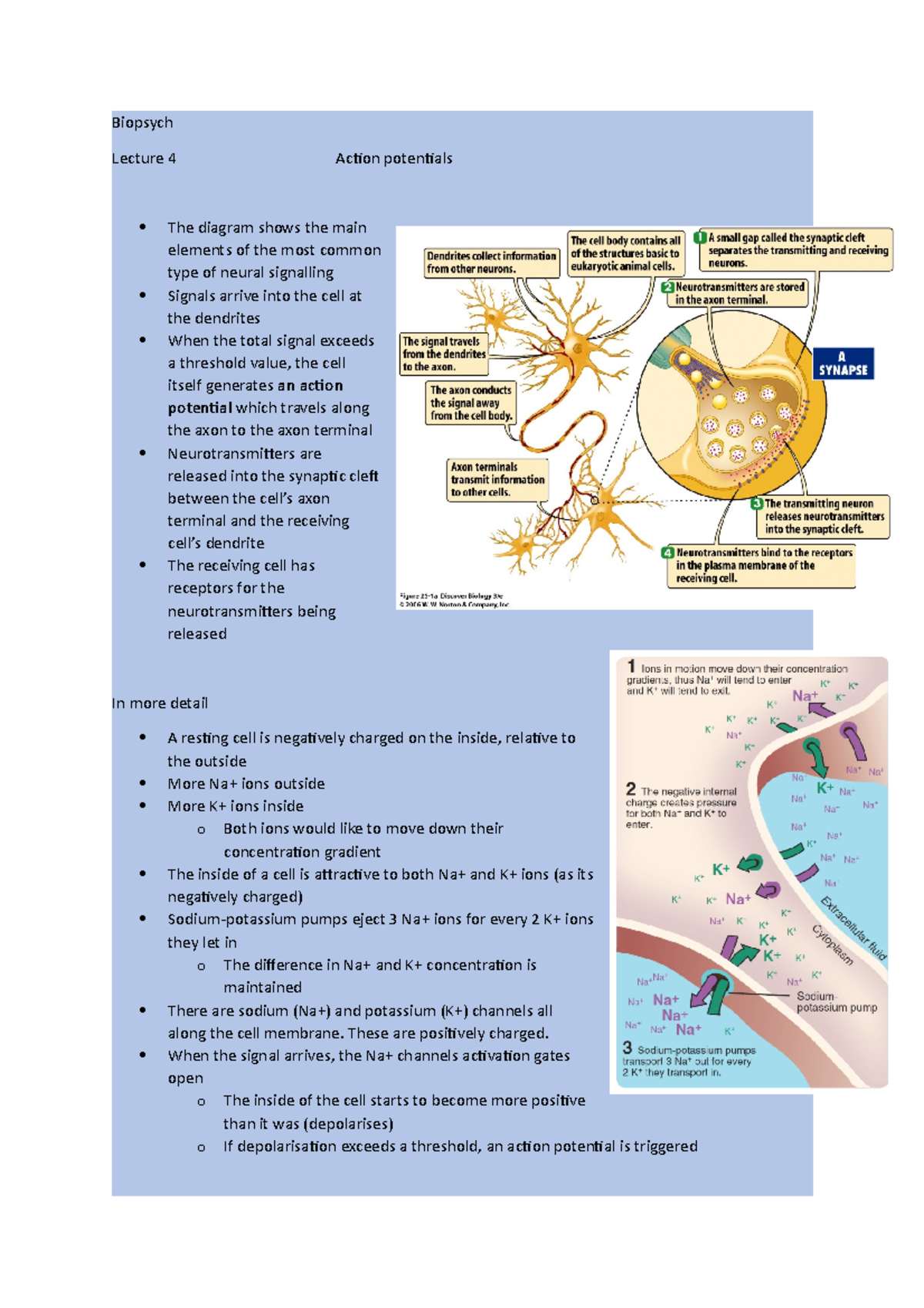 Action potentials - Lecture notes 3 - Biopsych Lecture 4 Action ...