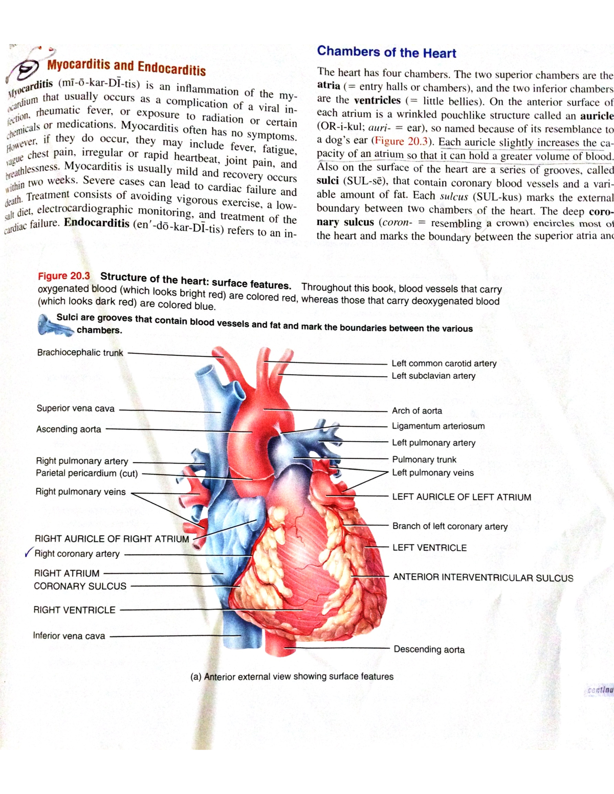 Anaphy-of-Heart - Brief Anatomy Of Heart - Public Health Administration ...