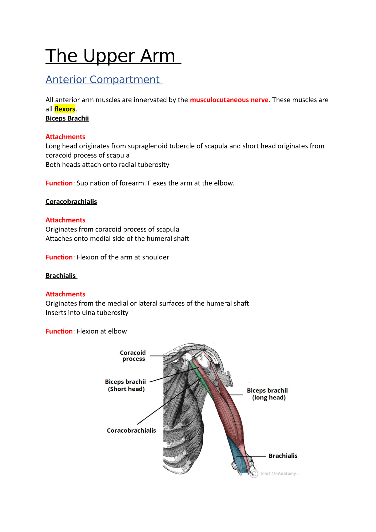 The Upper Arm - Anatomy notes - The Upper Arm Anterior Compartment All ...