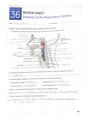 Anatomy of the heart exercise 30 review sheet - BIO 108 - Studocu