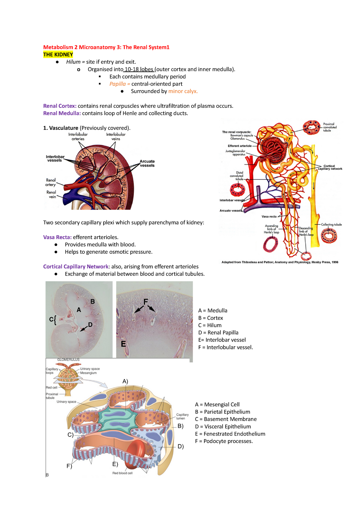 Y2 Kidney Microanatomy - Metabolism 2 Microanatomy 3: The Renal System ...