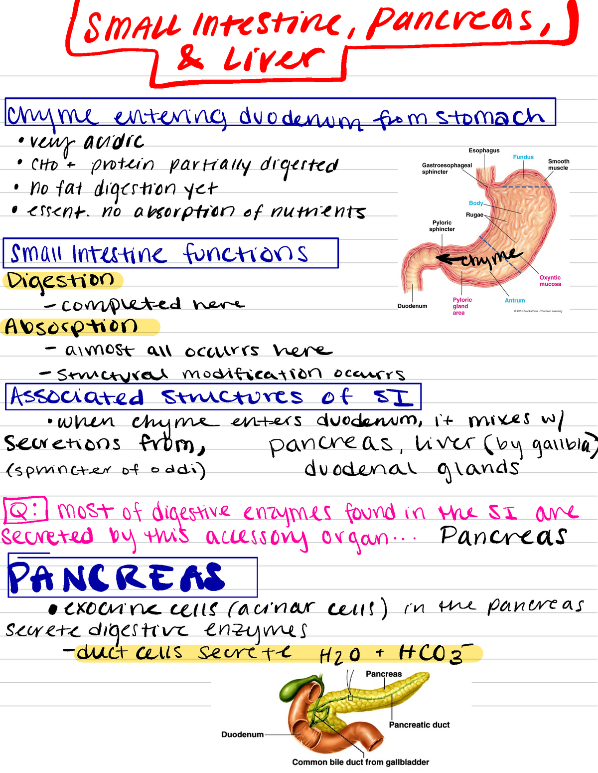 Gallbladder, Liver, And Pancreas -   Small Intestine , Pancreas 