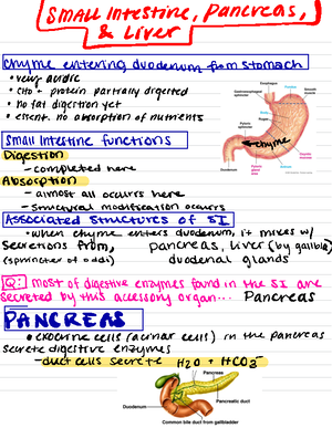 Digestive Histology - Esophagus Mucosa 1. Lamina epithelialis ...