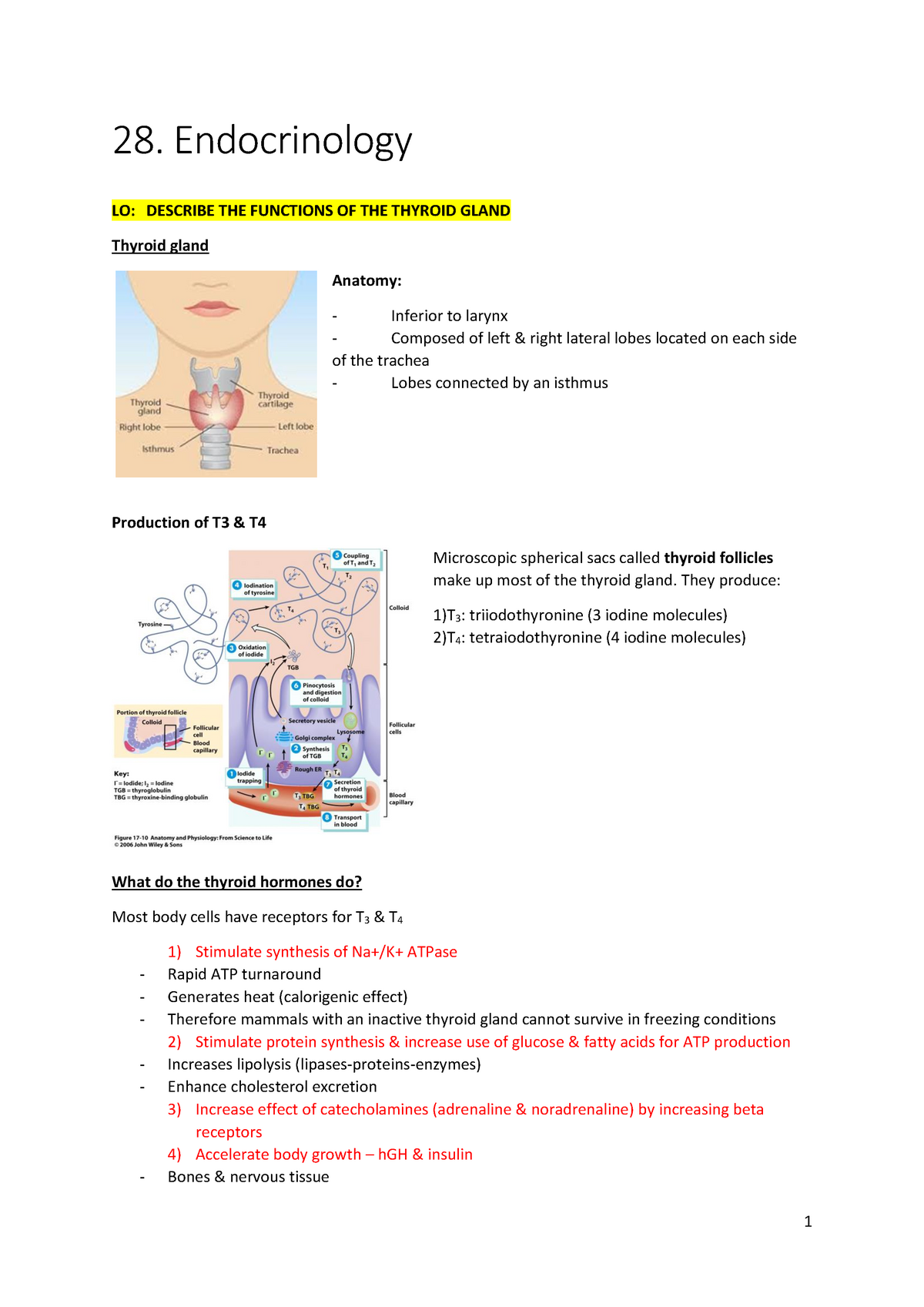 28 Endocrinolgy Endocrinology Warning Tt Undefined Function 32 Warning Tt Undefined 